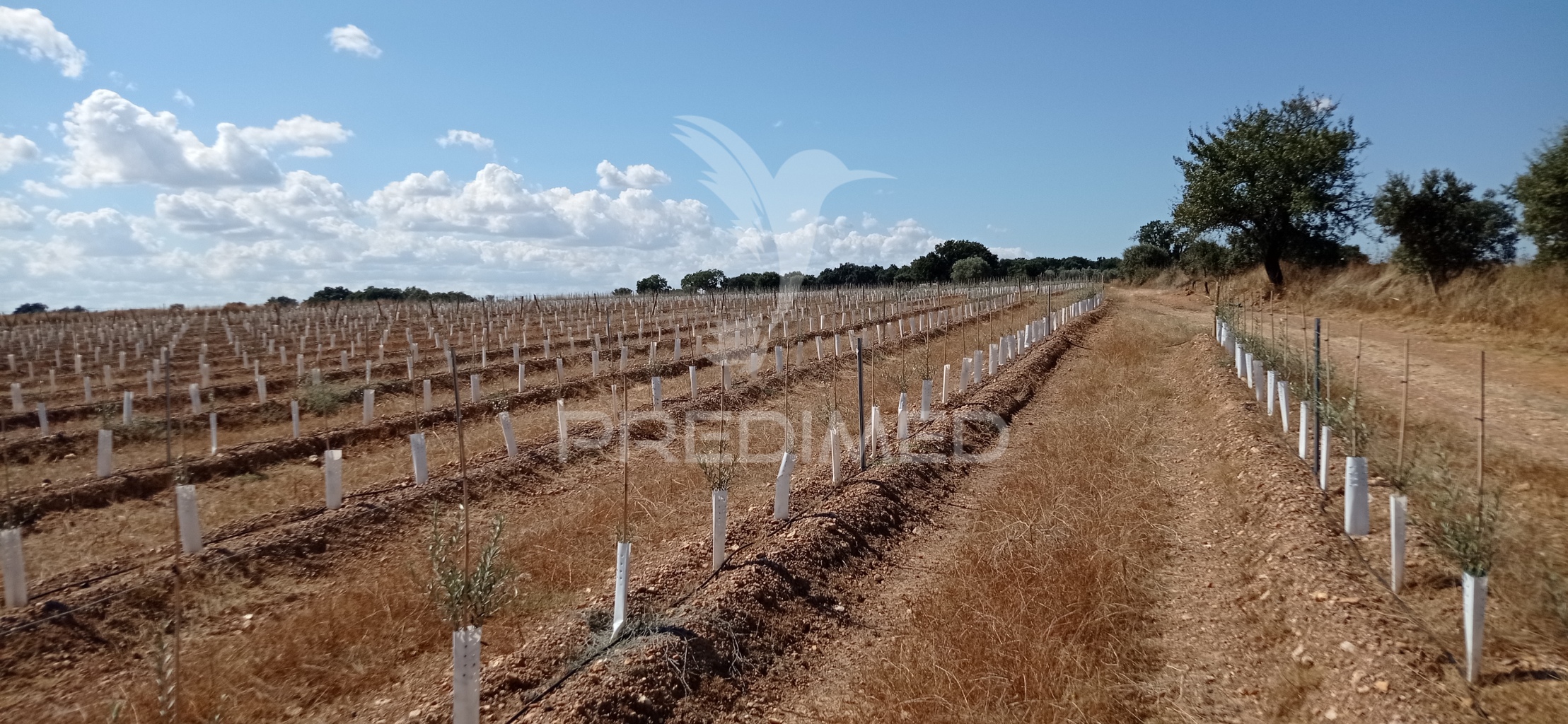 Herdade T0