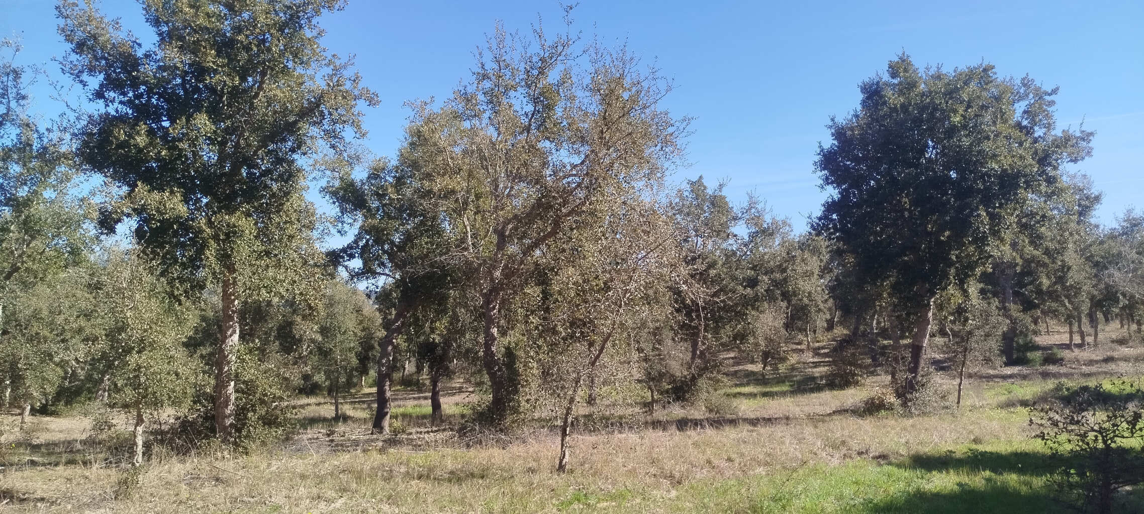dtldwlr3krmt14mcamet58.jpg