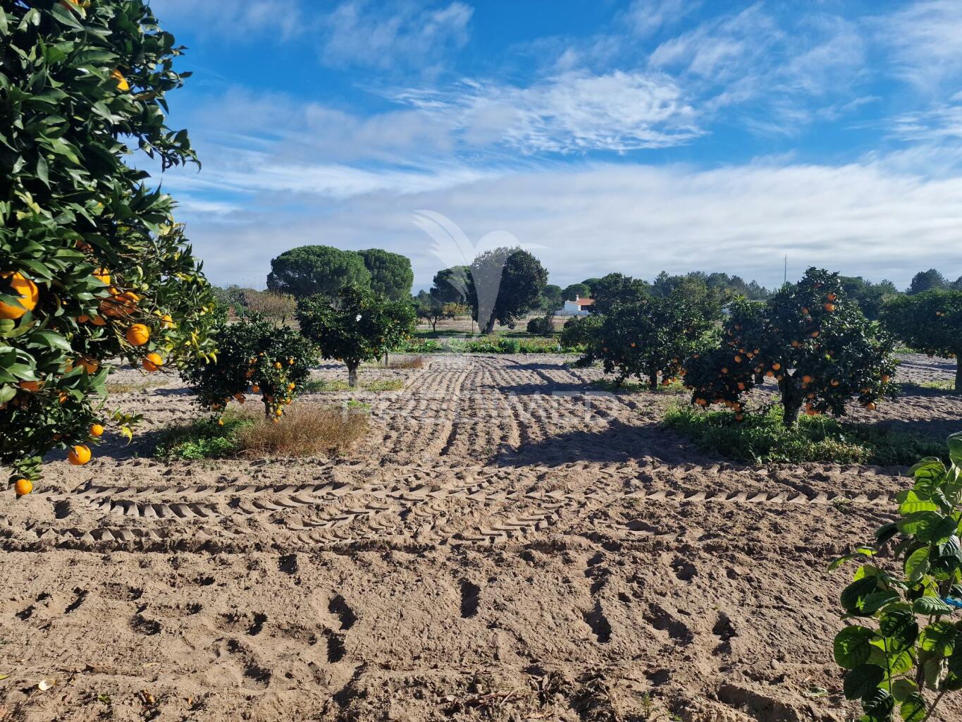 Herdade T7
